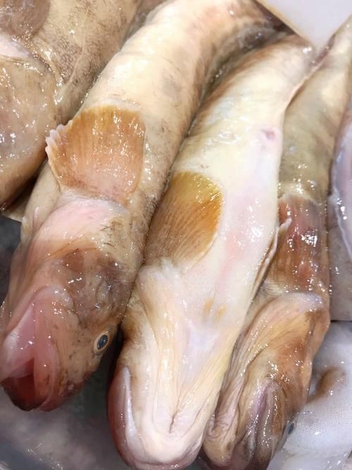 海鯰魚圖片|海鯰魚是什么？ 海鯰魚圖片|海鯰魚是什么？ 龍魚論壇 第14張