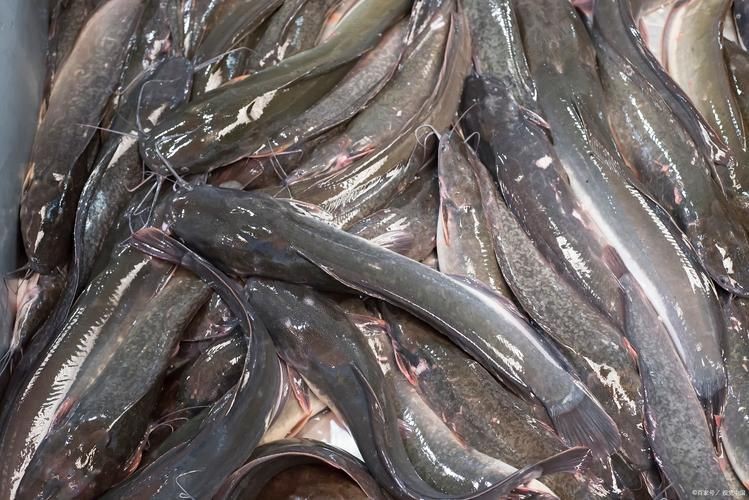 海鯰魚圖片|海鯰魚是什么？ 海鯰魚圖片|海鯰魚是什么？ 龍魚論壇 第10張