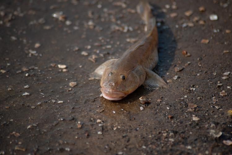 海鯰魚圖片|海鯰魚是什么？ 海鯰魚圖片|海鯰魚是什么？ 龍魚論壇 第19張