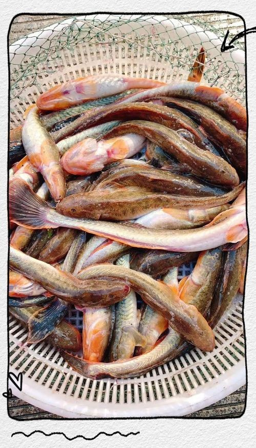 海鯰魚圖片|海鯰魚是什么？ 海鯰魚圖片|海鯰魚是什么？ 龍魚論壇 第21張