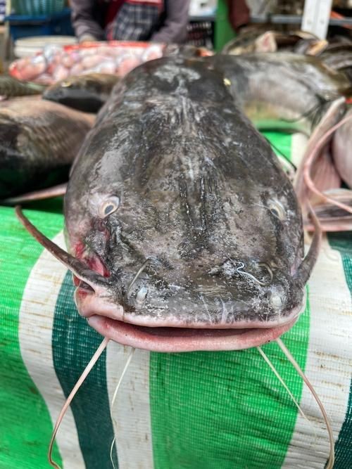 海鯰魚圖片|海鯰魚是什么？ 海鯰魚圖片|海鯰魚是什么？ 龍魚論壇 第20張