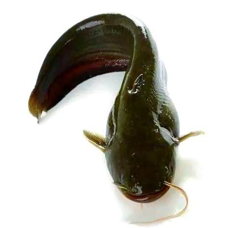 海鯰魚圖片|海鯰魚是什么？ 海鯰魚圖片|海鯰魚是什么？ 龍魚論壇 第18張