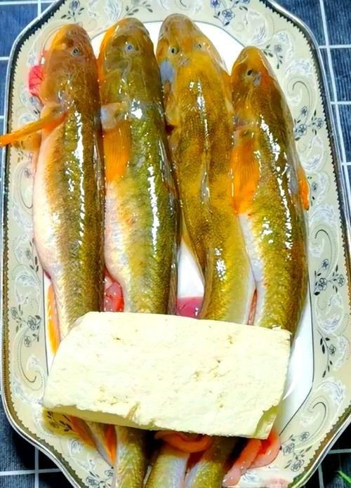 海鯰魚圖片|海鯰魚是什么？ 海鯰魚圖片|海鯰魚是什么？ 龍魚論壇 第22張