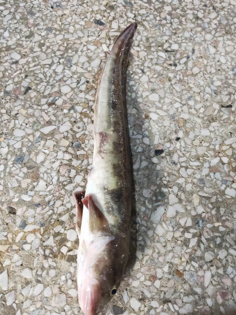 海鯰魚圖片|海鯰魚是什么？ 海鯰魚圖片|海鯰魚是什么？ 龍魚論壇 第23張