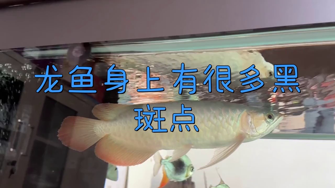 如何預(yù)防龍魚(yú)鱗片黑斑？|智能模式回答完成調(diào)用工具：百度健康