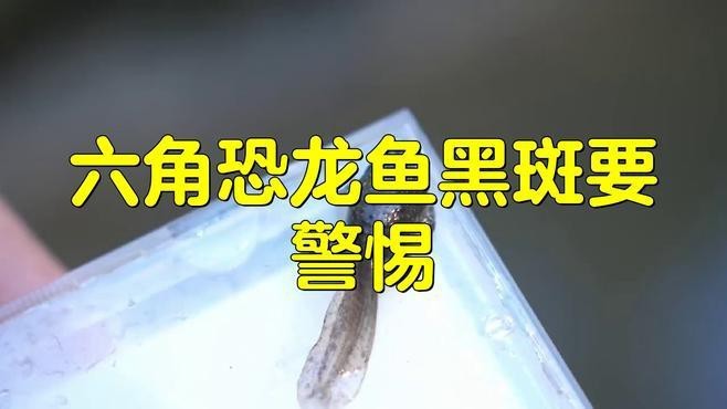 如何預(yù)防龍魚鱗片黑斑？|智能模式回答完成調(diào)用工具：百度健康