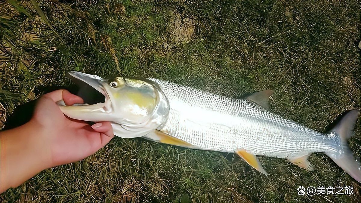 福滿鉆魚圖片及價格|福滿鉆魚主題的裝飾畫