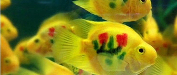 紅鸚鵡魚發(fā)財(cái)財(cái)神魚|紅鸚鵡魚招財(cái)進(jìn)寶必備之選：紅鸚鵡魚招財(cái)進(jìn)寶必備