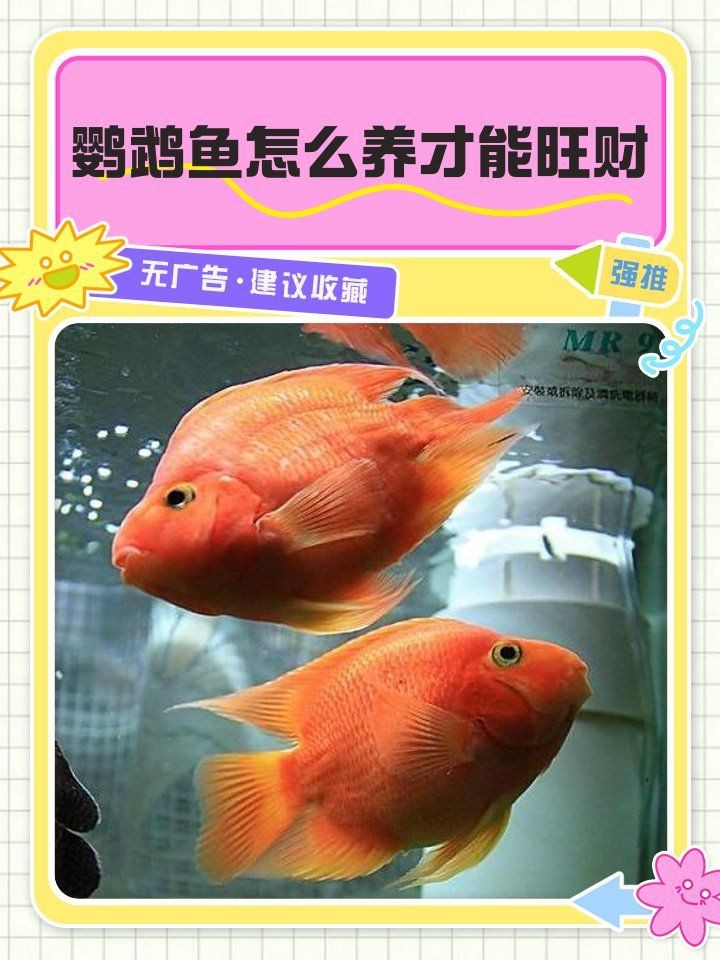 紅鸚鵡魚發(fā)財(cái)財(cái)神魚|紅鸚鵡魚招財(cái)進(jìn)寶必備之選：紅鸚鵡魚招財(cái)進(jìn)寶必備