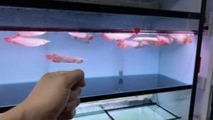 黃南龍魚店|黃南州紅龍魚價格2688貴嗎
