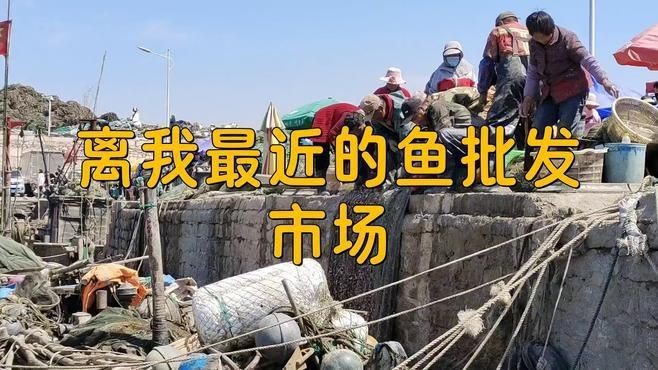 離我最近的淡水魚一條街|淡水魚批發(fā)市場(chǎng) 離我最近的淡水魚一條街|淡水魚批發(fā)市場(chǎng) 龍魚百科 第2張