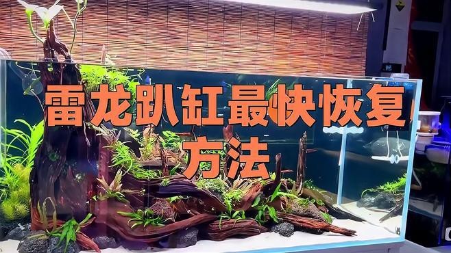 龍魚趴缸多久會恢復？|彩虹雷龍趴缸要多久