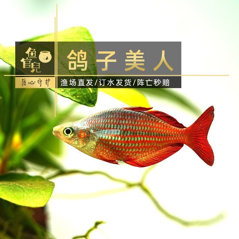 紅尾美人魚適合新手養(yǎng)嗎？【淘寶網紅尾美人魚的養(yǎng)殖方法和注意事項】