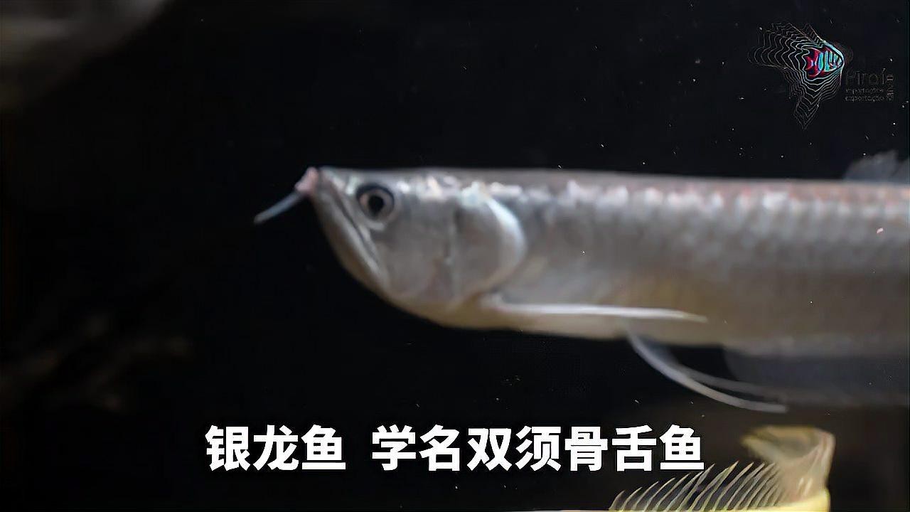 銀龍魚哪個品種最稀有？|白化銀龍魚中哪個品種最昂貴白化銀龍魚品種分類與飼養指南
