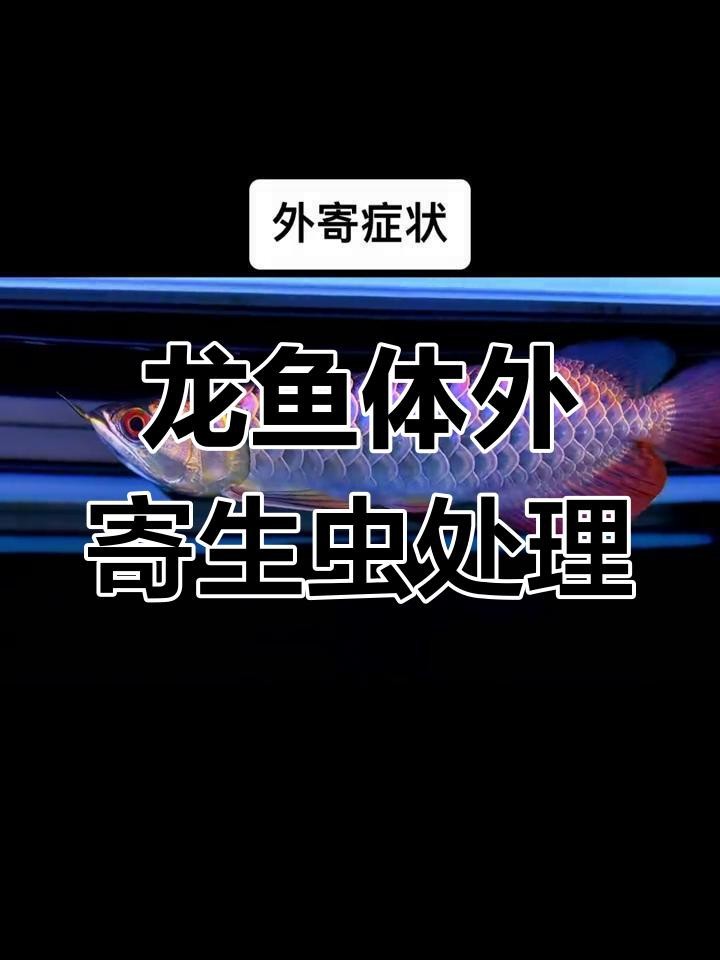 龍魚外寄生蟲的癥狀有哪些