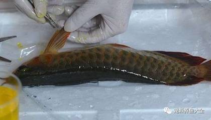 鉆石眼紅龍魚能長多大呢：探秘鉆石眼紅龍魚的生長奧秘，能長多大？