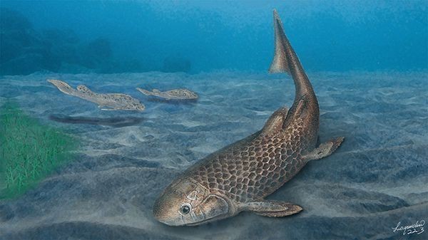 珍珠魟魚怎么飼養(yǎng)：珍珠魟魚的飼養(yǎng)需要注意以下幾個方面：珍珠虹魚的飼養(yǎng)
