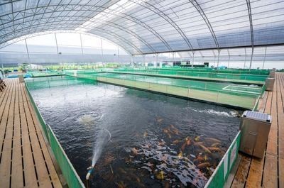 豬鼻龜水溫24度能養么嗎視頻：探索，這種龜是水的