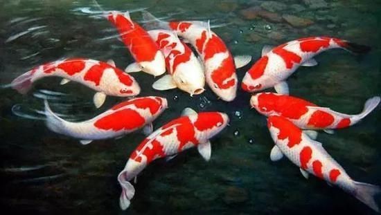 魚缸過濾器什么原理好(魚缸過濾桶過濾原理)