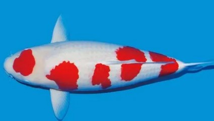 銀龍魚喂養(yǎng)環(huán)境要求(銀龍魚喂養(yǎng)環(huán)境要求標(biāo)準(zhǔn))
