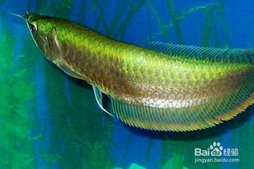 龍魚燒尾多久可以恢復原狀：龍魚燒尾可以恢復嗎