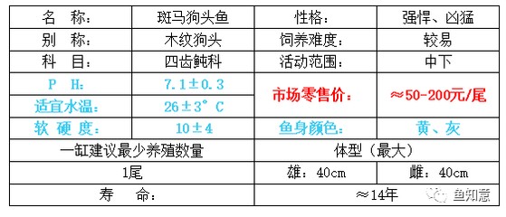 豬鼻龜生長周期是多少天：豬鼻龜生長速度快嗎 豬鼻龜生長周期是多少天：豬鼻龜生長速度快嗎 豬鼻龜百科 第2張