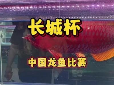 彩蝶魚缸廠介紹，彩蝶魚缸廠購買防騙指南彩蝶魚缸產品特色介紹