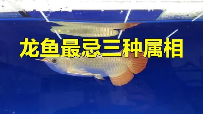 龍頭魚擺件最忌三種