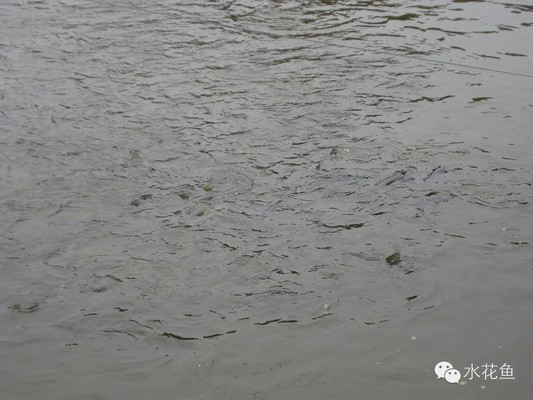 紅龍魚每天要喂多少食物