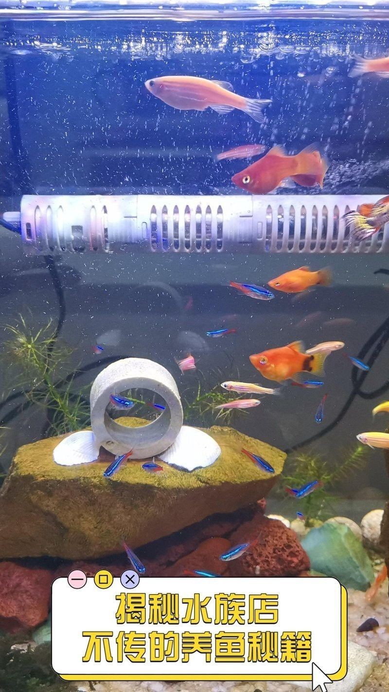 昌寧水族店，保山市昌寧縣田園鎮我愛觀賞魚水族館 昌寧水族店，保山市昌寧縣田園鎮我愛觀賞魚水族館 全國水族館企業名錄 第4張