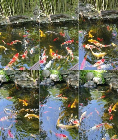 錦鯉魚水塘3D動態壁紙|錦鯉魚水塘3d動態壁紙