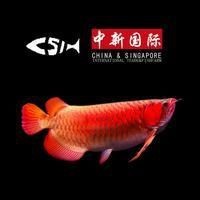 龍魚一般人壓不住嗎|養龍魚的注意事項 龍魚百科 第12張 龍魚一般人壓不住嗎|養龍魚的注意事項 龍魚一般人壓不住嗎|養龍魚的注意事項 龍魚百科 第12張