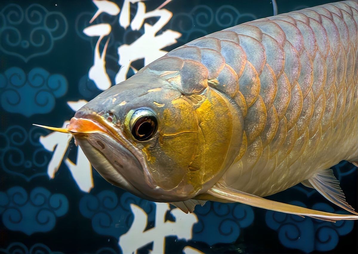 龍魚一般人壓不住嗎|養龍魚的注意事項 龍魚百科 第9張 龍魚一般人壓不住嗎|養龍魚的注意事項 龍魚一般人壓不住嗎|養龍魚的注意事項 龍魚百科 第9張