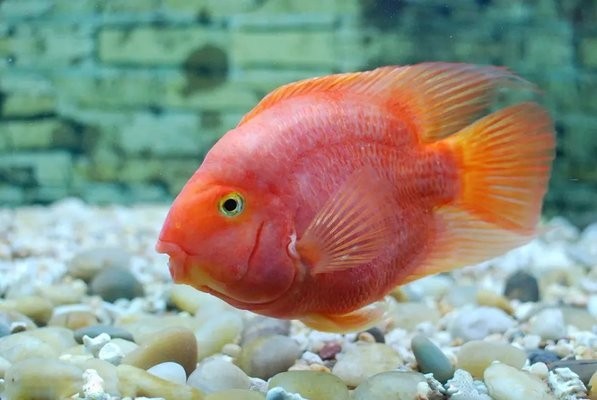 大湖紅龍魚對比印尼紅龍魚有什么區別？（大湖紅龍魚對比印尼紅龍有什么區別？）