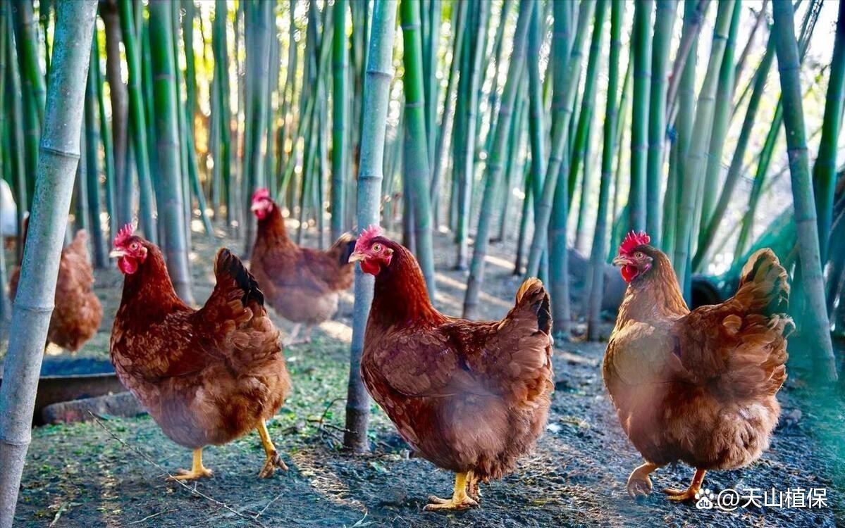 未來(lái)10大暴利養(yǎng)殖|養(yǎng)殖業(yè)未來(lái)十大暴利養(yǎng)殖項(xiàng)目