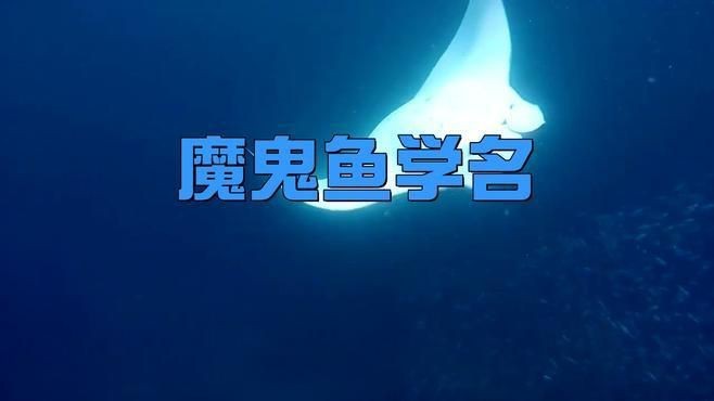 魔鬼魚是電鰩魚嗎?,海洋中究竟誰才是“魔鬼魚”蝠鲼、鰩魚、鰩魚傻傻分不清楚 龍魚百科 第1張 魔鬼魚是電鰩魚嗎?,海洋中究竟誰才是“魔鬼魚”蝠鲼、鰩魚、鰩魚傻傻分不清楚 魔鬼魚是電鰩魚嗎?,海洋中究竟誰才是“魔鬼魚”蝠鲼、鰩魚、鰩魚傻傻分不清楚 龍魚百科 第1張