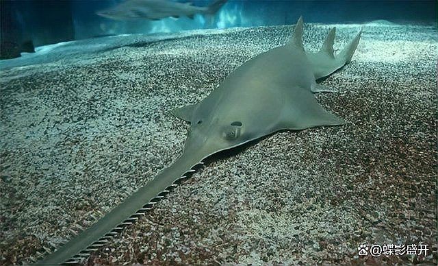 魔鬼魚是電鰩魚嗎?,海洋中究竟誰才是“魔鬼魚”蝠鲼、鰩魚、鰩魚傻傻分不清楚 龍魚百科 第6張 魔鬼魚是電鰩魚嗎?,海洋中究竟誰才是“魔鬼魚”蝠鲼、鰩魚、鰩魚傻傻分不清楚 魔鬼魚是電鰩魚嗎?,海洋中究竟誰才是“魔鬼魚”蝠鲼、鰩魚、鰩魚傻傻分不清楚 龍魚百科 第6張