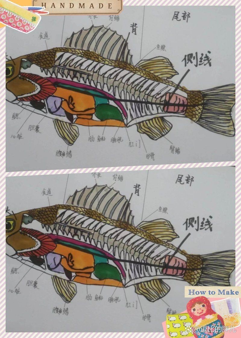 龍魚最肥的三個地方|逗比的胖兒逗比的胖兒，養龍魚一年多