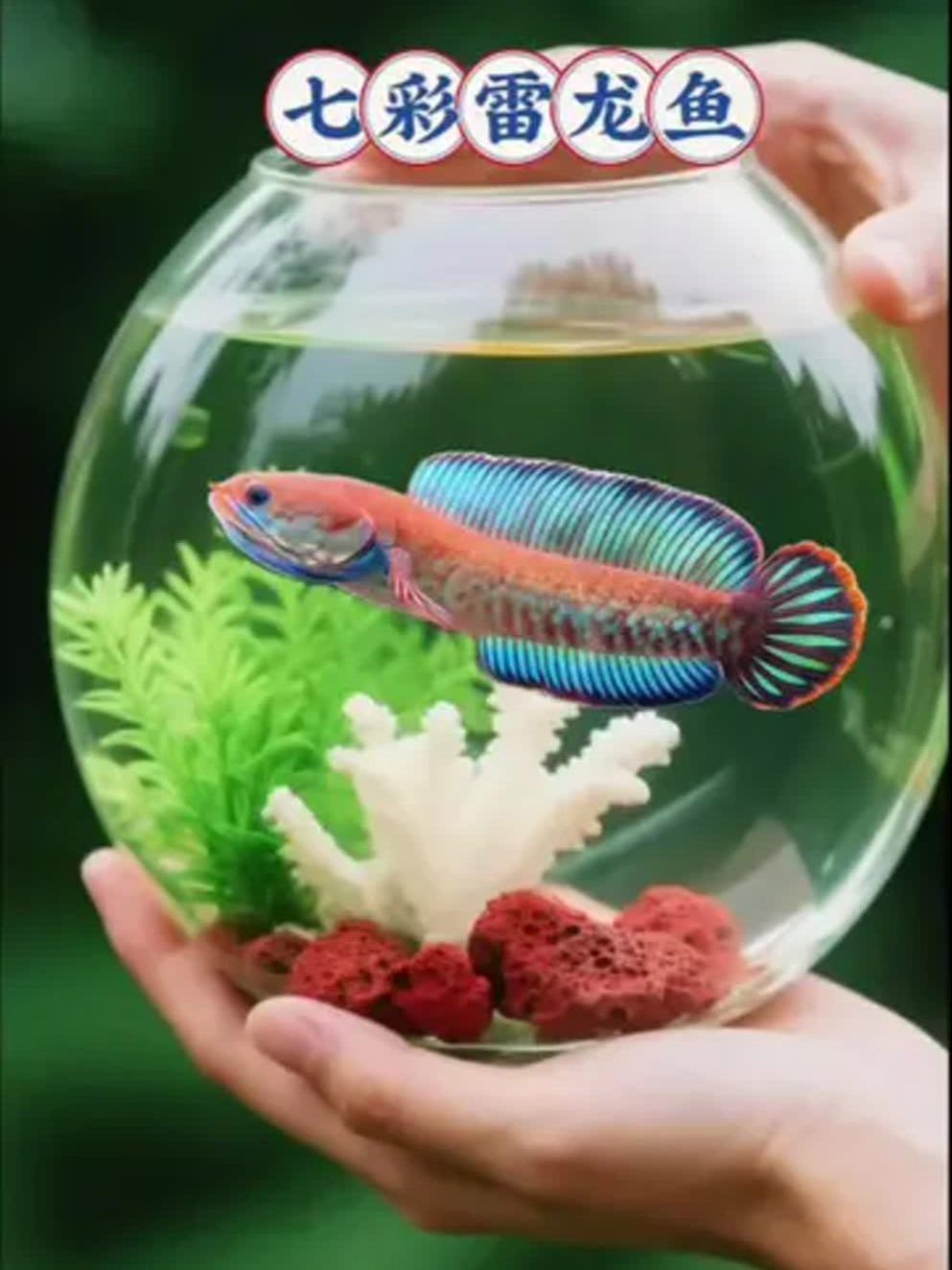 有哪些證據支持雷龍魚無毒？|智能模式回答完成調用工具：雷龍魚怎么養揭秘養魚達人的獨家秘籍 有哪些證據支持雷龍魚無毒？|智能模式回答完成調用工具：雷龍魚怎么養揭秘養魚達人的獨家秘籍 龍魚論壇 第2張