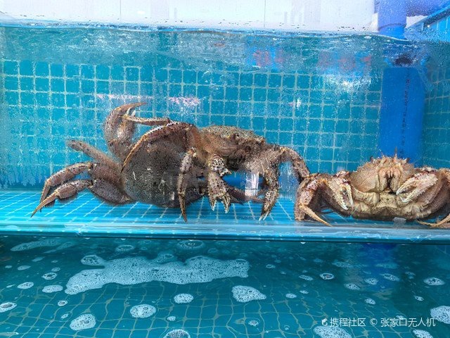琿春龍魚店|(活力中國調研行)從深海到餐桌 琿春龍魚店|(活力中國調研行)從深海到餐桌 全國水族館企業(yè)名錄 第2張