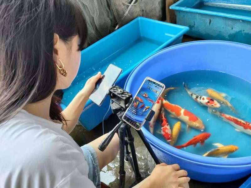 鎮(zhèn)平龍魚店|河南省鎮(zhèn)平縣從“金魚小鎮(zhèn)”看產(chǎn)業(yè)鏈條延伸