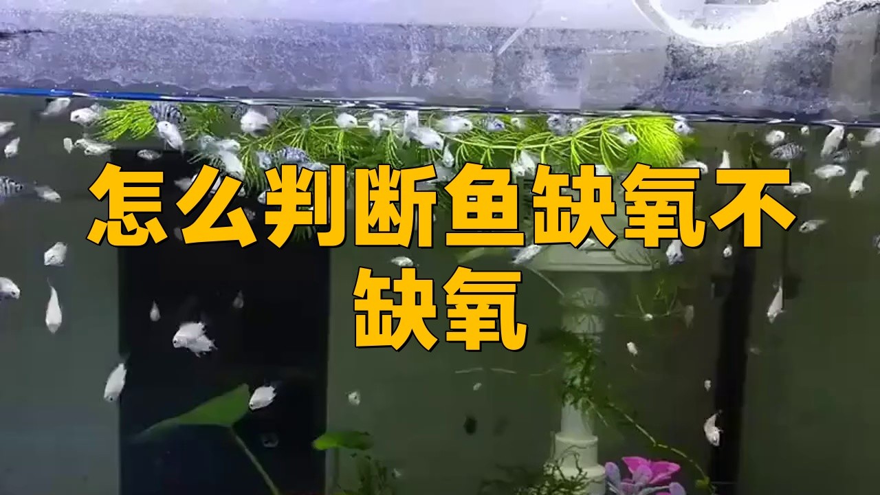 如何檢測龍魚是否缺氧？|如何判斷魚是否缺氧
