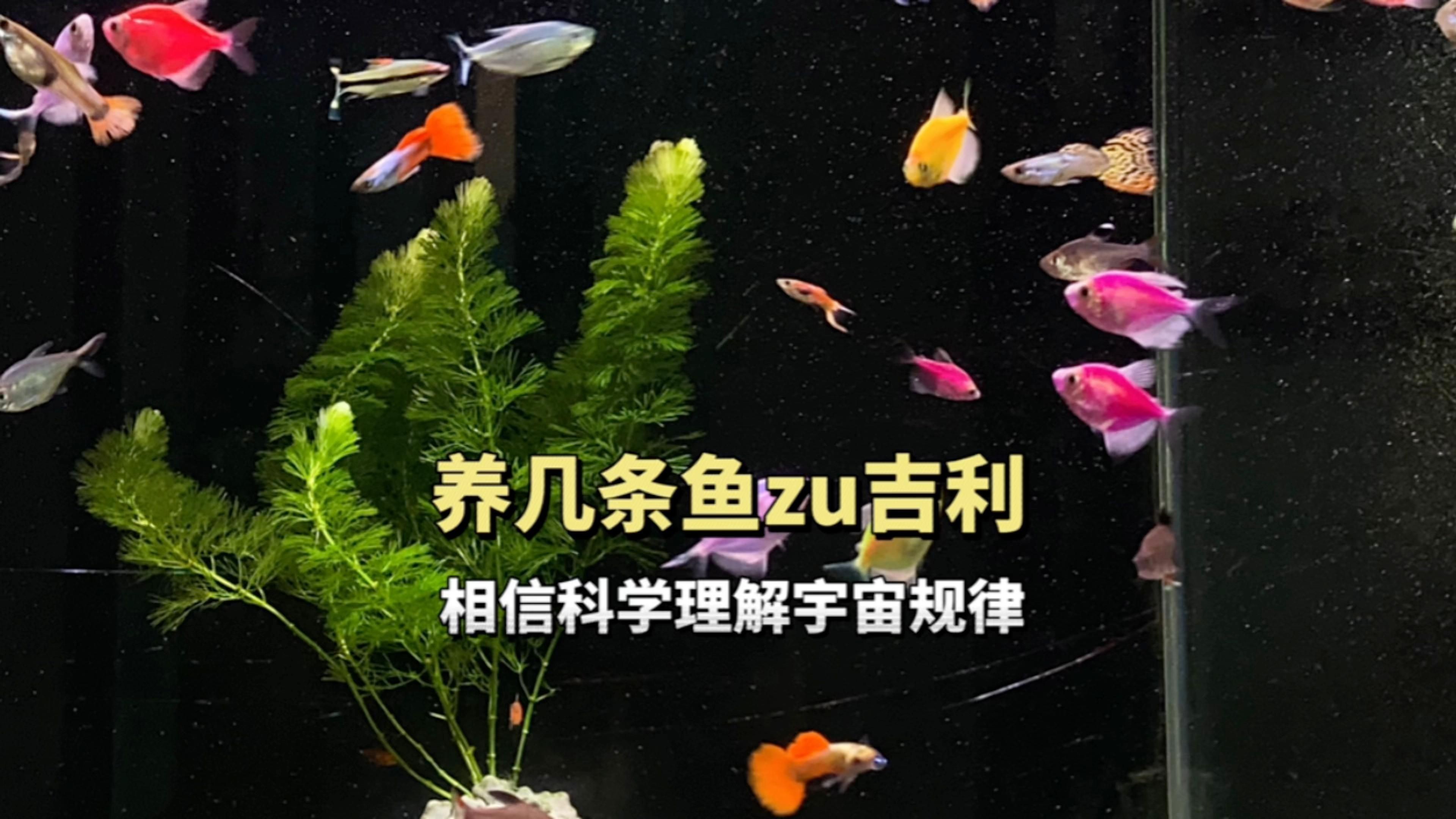 一般養魚幾條吉利|養幾條魚可以旺財