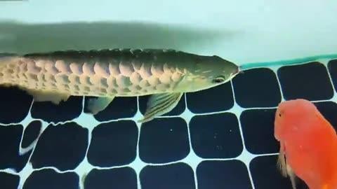龍魚魚鱗充血的癥狀有哪些|智能模式回答完成調(diào)用工具：百度健康
