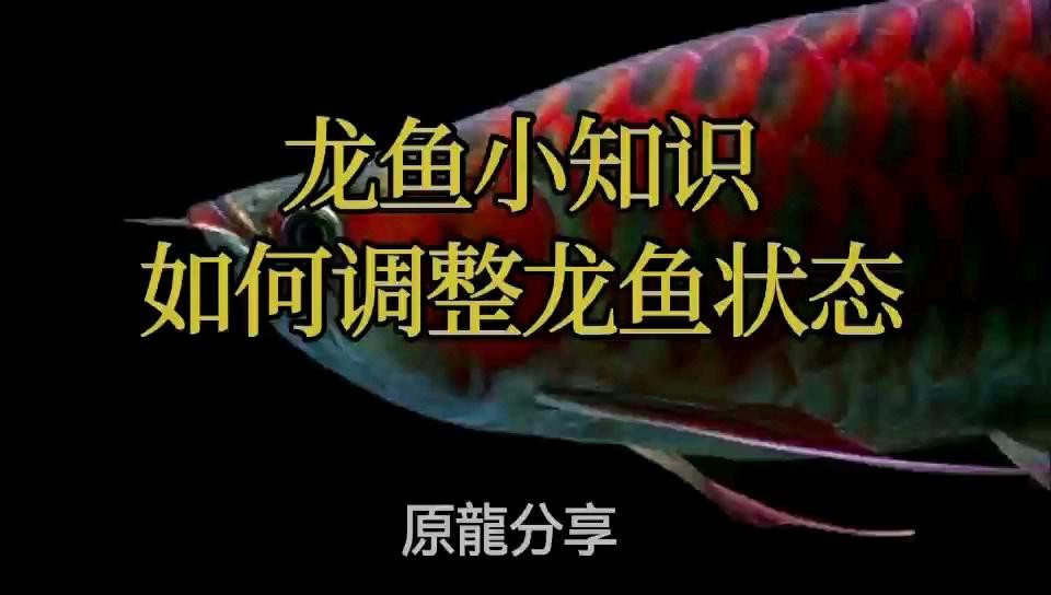 如何改善紅龍魚的狀態？|如何改善紅龍魚的狀態 如何改善紅龍魚的狀態？|如何改善紅龍魚的狀態 龍魚百科 第1張