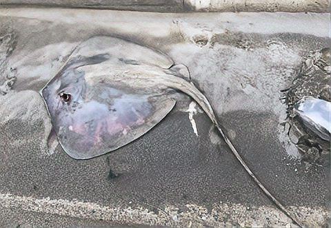 魔鬼魚(yú)能毒死人嗎|男子被寵物魔鬼魚(yú)刺傷中毒中工網(wǎng),男子被寵物魔鬼魚(yú)刺傷險(xiǎn)喪命