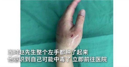 魔鬼魚(yú)能毒死人嗎|男子被寵物魔鬼魚(yú)刺傷中毒中工網(wǎng),男子被寵物魔鬼魚(yú)刺傷險(xiǎn)喪命