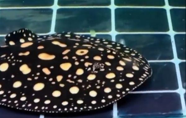 魔鬼魚能毒死人嗎|男子被寵物魔鬼魚刺傷中毒中工網,男子被寵物魔鬼魚刺傷險喪命