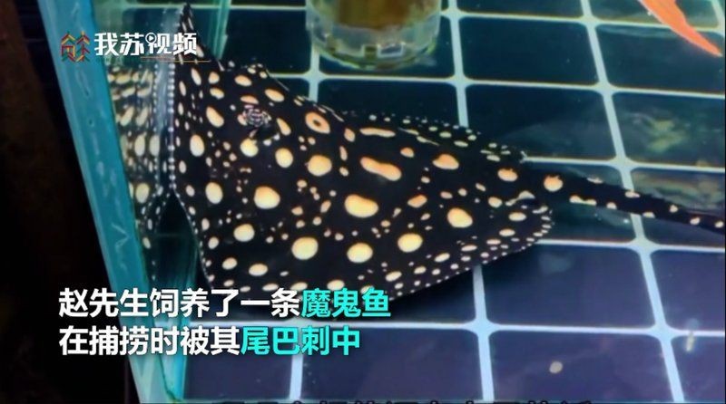 魔鬼魚能毒死人嗎|男子被寵物魔鬼魚刺傷中毒中工網,男子被寵物魔鬼魚刺傷險喪命