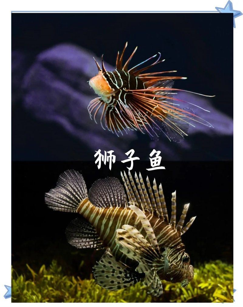 魔鬼魚能毒死人嗎|男子被寵物魔鬼魚刺傷中毒中工網,男子被寵物魔鬼魚刺傷險喪命